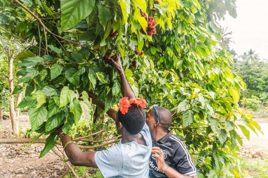 Zanzibar: Spice farm tour with Zanzibar fruits tasting - Key points to know before you book