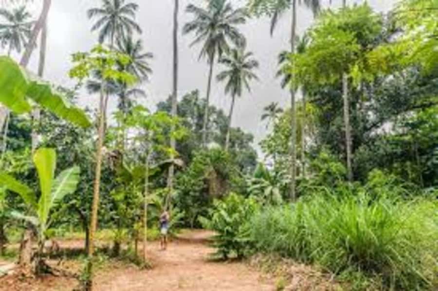 Zanzibar: Spice farm tour with Zanzibar fruits tasting - Starting at the People’s Palace Museum