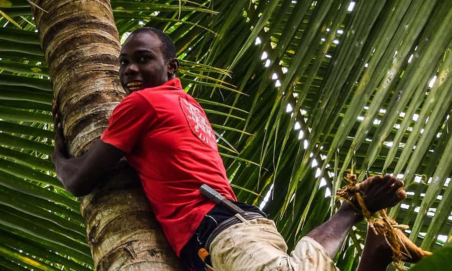 Zanzibar: Spice farm tour with Zanzibar fruits tasting - Watching people climb spice and coconut trees