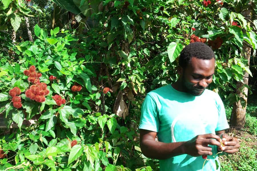 Zanzibar: Stone Town City Tour and Spice Farm with Lunch - Palace Museum, House of Wonders, and Old Fort