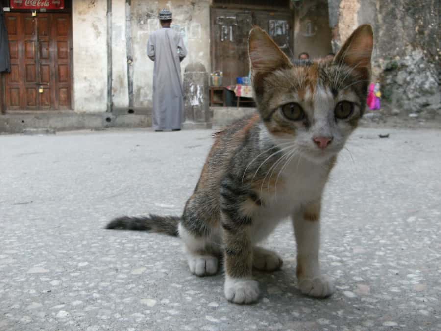 Zanzibar: Stone Town & Spice Farm Tour with Lunch - Tasting fruit and learning simple farm cooking