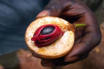 Walking Spice Farm with Local Cooking Class