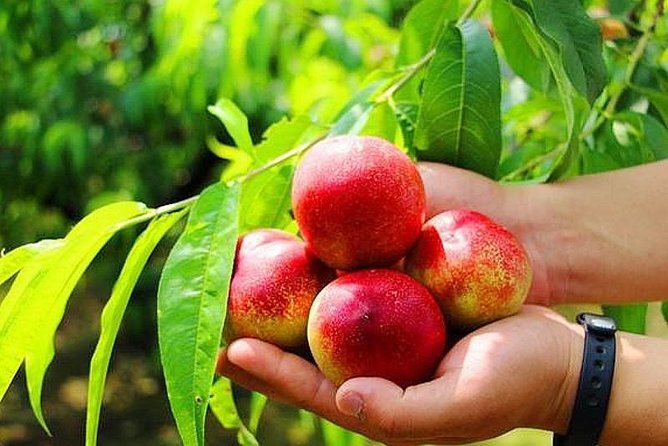 Zhujiajiao Water Town Private Tour with Local Farm Visit and Fruit Picking - Picking fruit or vegetables at the farm