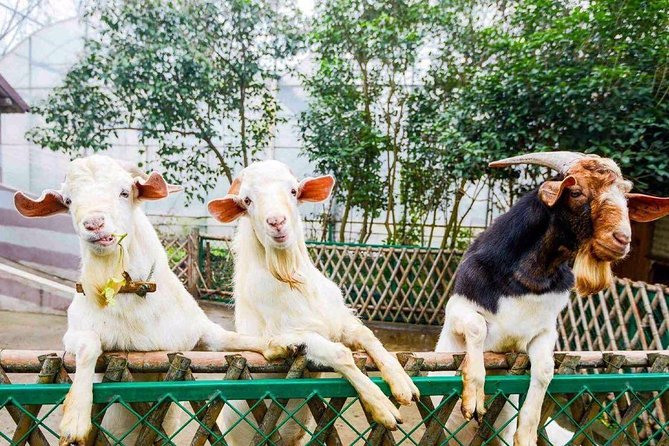 Zhujiajiao Water Town Private Tour with Local Farm Visit and Fruit Picking - What the $170 price includes