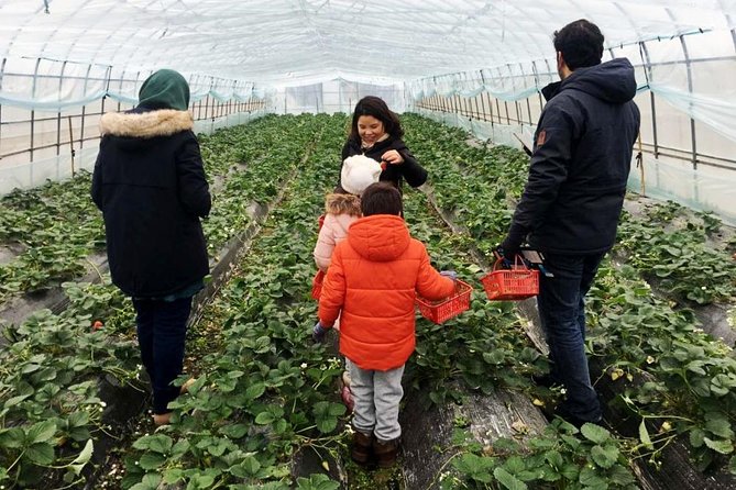 Zhujiajiao Water Town Private Tour with Local Farm Visit and Fruit Picking - Who will enjoy this private day?