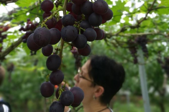 Zhujiajiao Water Town Private Tour with Local Farm Visit and Fruit Picking - Walking Zhujiajiao’s narrow old lanes